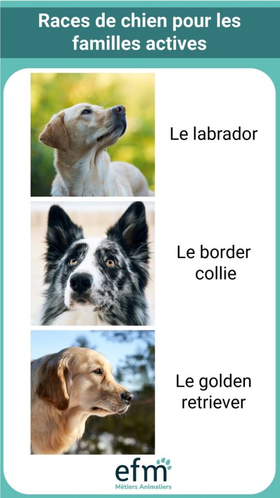 Races de chiens prconises pour les familles actives