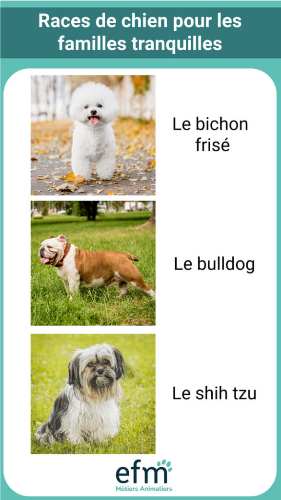 races de chiens conseilles pour les familles tranquilles