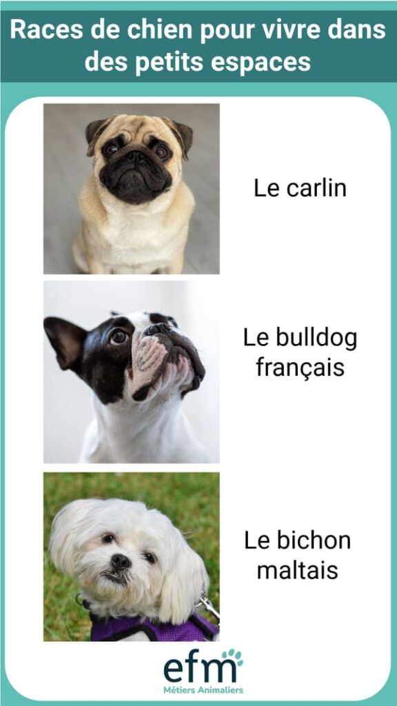 races de chiens idales pour les petits espaces