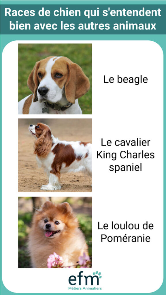 races de chiens qui s'entendent bien avec d'autres animaux