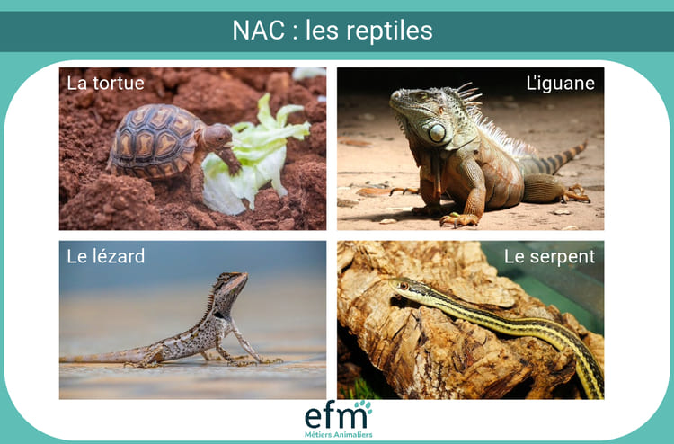 les nac reptiles