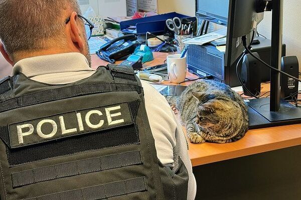 chat policier 17 au commissariat d'Albi