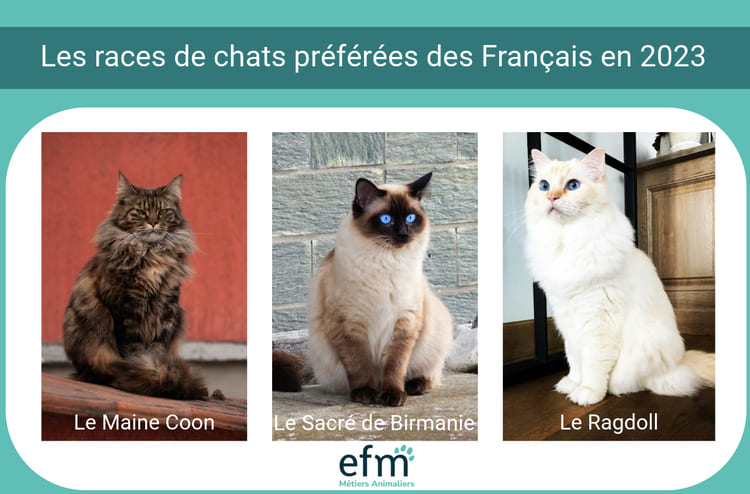 races de chats prfres en france en 2023