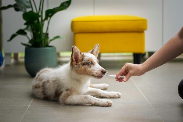 formation mdicale canine